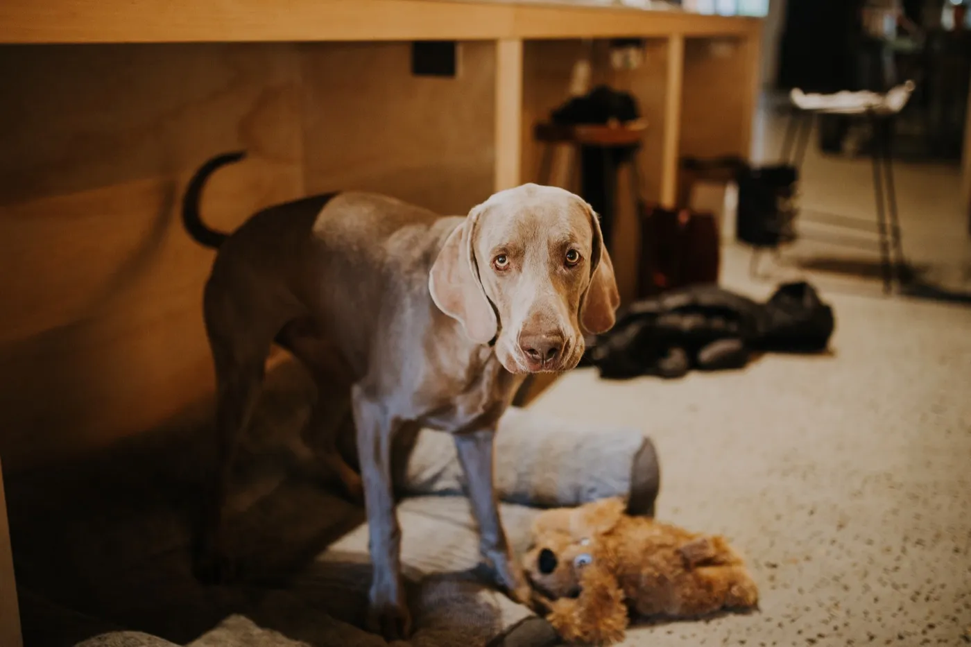 Alfred, the resident Weimaraner at Blue Mountains Sauna, standing by reception with his teddy