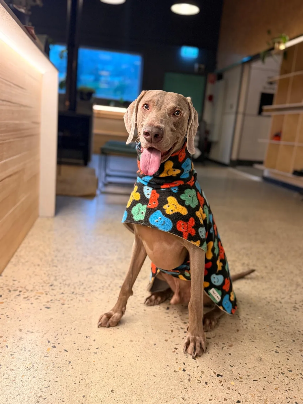 Winter, the cheeky young Weimaraner at Blue Mountains Sauna, sitting in a colourful bandana with his tongue out